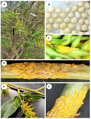 First report of Melampsora epitea causing stem cankers on Salix pentandra in Alberta, Canada